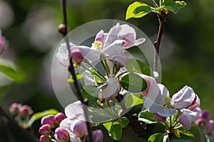 apple blossom on darkgreen background