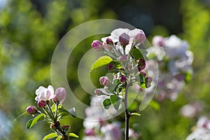 apple blossom on darkgreen background