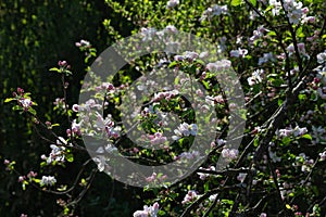 apple blossom on darkgreen background