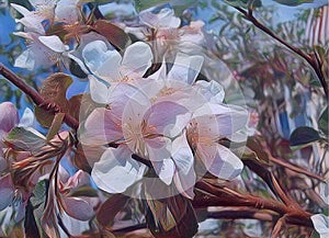 Apple blossom. Delicate pink and white flowers of a fruit tree. Thin flowering branch. Orchard in the spring. the awakening of