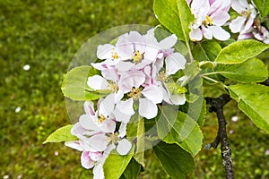 Apple blossom on a dwarf tree that stands on 4 ft high