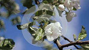 Apple blossom in early spring. There are a lot of white apple blossoms against the blue sky.