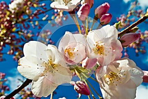 Apple Blossom Flower