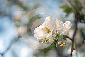 Apple blossom. Flower, buds and young leaves.