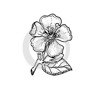 Apple blossom. Flower. Vector hand drawn illustration.