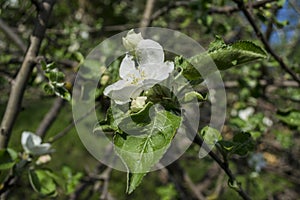 Apple blossom, flowering Apple tree