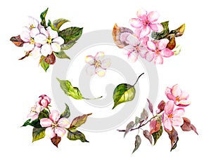 Apple blossom, flowering cherry flowers sakura . Watercolor set of spring flowers