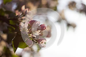 Apple blossom, the flowering of a fruit tree in spring. Blurred background