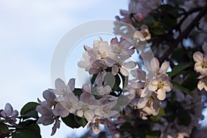 Apple blossom, the flowering of a fruit tree in spring. Blurred background