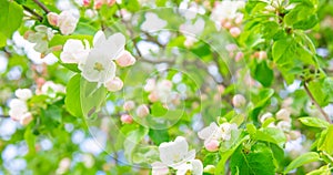 Apple blossom flowers, spring background
