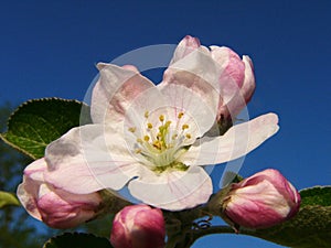 Apple Blossom Full