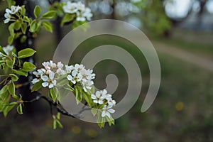 Apple blossom in full bloom