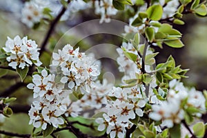 Apple blossom in full bloom