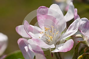 an apple blossom in full bloom with green leaves and soft pink stamens