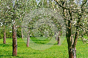 Apple blossom garden in spring. Spring bloom