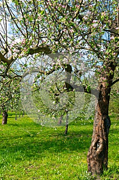 Apple blossom garden in spring. Spring bloom