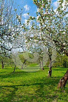 Apple blossom garden in spring. Spring bloom