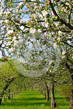 Apple blossom garden in spring. Spring bloom