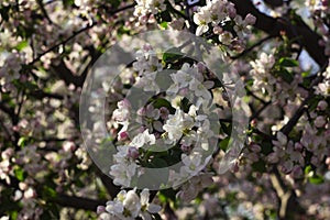 Apple blossom in the garden, white and pink flowers on the tree, background. Spring concept