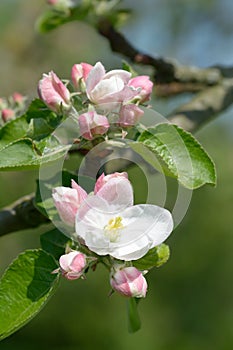 Apple blossom `Jakob Lebel `or`Jacques Lebel