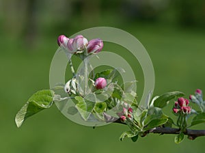 Apple blossom `James Grieve`