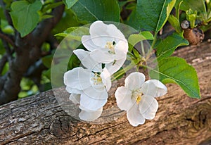 Apple Blossom - Malus `Red Delicious`