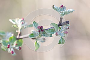 Apple blossom at the moment of blooming, macro, selective focus. Blossoming apple tree, apple orchard, spring motif.