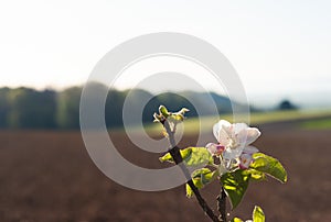 Apple Blossom in the Mostviertel Region of Lower Austria