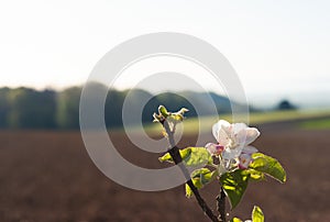 Apple Blossom in the Mostviertel Region of Lower Austria photo