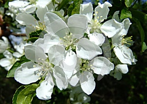 blooming Apple tree with photo magnification