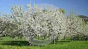 Apple blossom, plantation in Germany, at Eislingen with the famouse hill Hohenstaufen