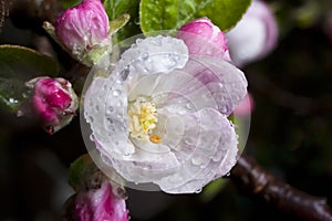 Apple Blossom after a rainstorm