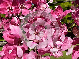 Flowers pink apple blossom red  white petal  flowering tree branch against a blue sky big   banner