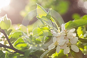 Apple Blossom in the settings sun