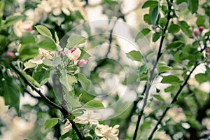 Apple Blossom in the settings sun