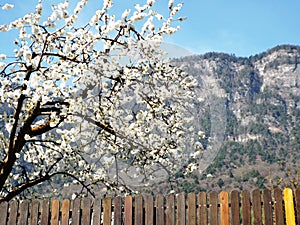 Apple blossom in South Tyrol photo