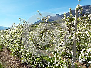 Apple blossom in South Tyrol photo