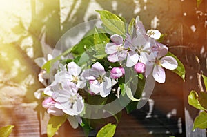 Apple blossom in spring