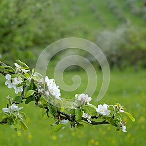 Apple blossom on spring