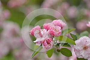 Apple blossom in spring