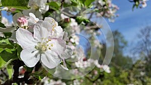 Apple blossom