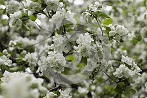 Apple blossom. Spring bloom. White flower on branch. Details of nature