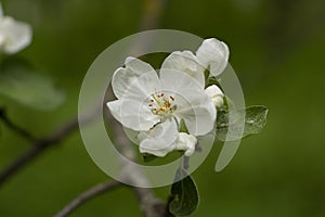 Apple blossom. Spring bloom. White flower on branch. Details of nature