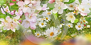 Apple blossom spring  chamomile white pink yellow daisy in a wild field green grass and wild flowers summer nature floral backgrou