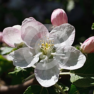 Apple blossom