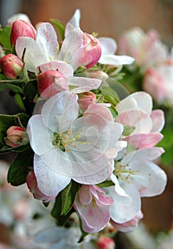 apple blossom