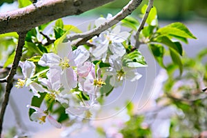 Apple blossom spring flowers