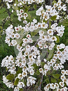 Apple blossom. Spring flowers of an apple tree. Floral background