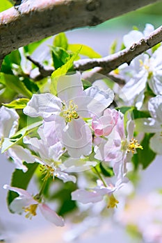 Apple blossom spring flowers