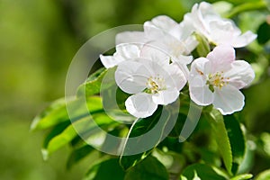 Apple blossom spring flowers